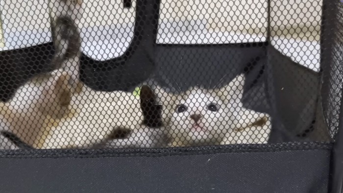 見上げる猫