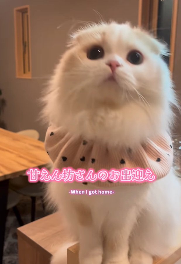 飼い主さんを見つめるポムちゃん