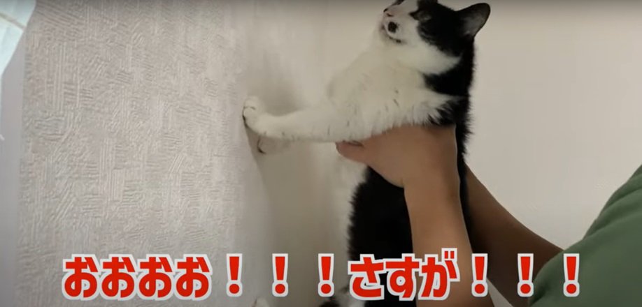 壁に前脚をつく猫