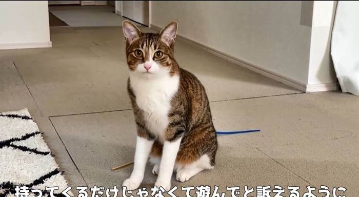 座っている猫