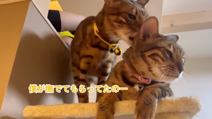 毛づくろいする猫