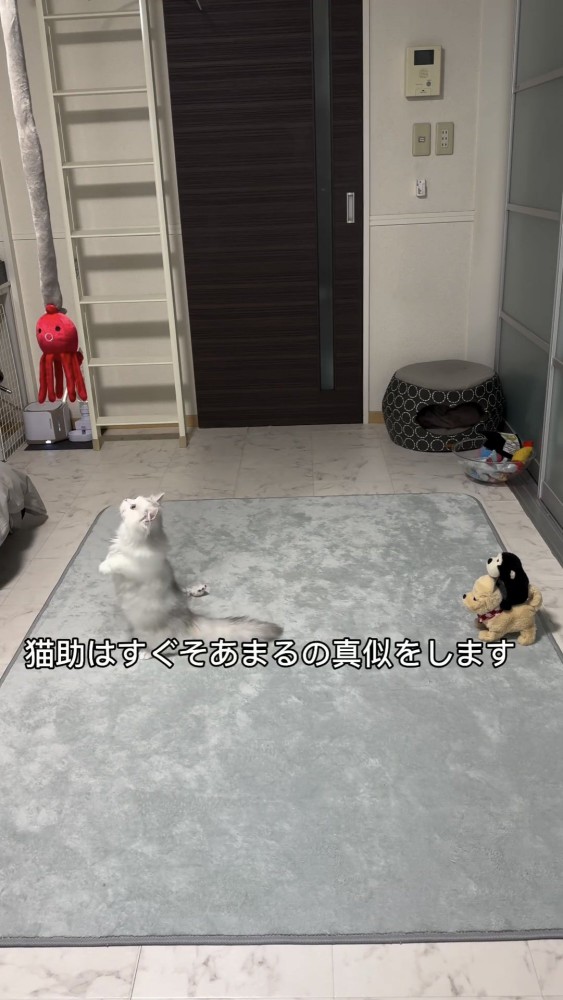 ぬいぐるみで遊ぶ猫