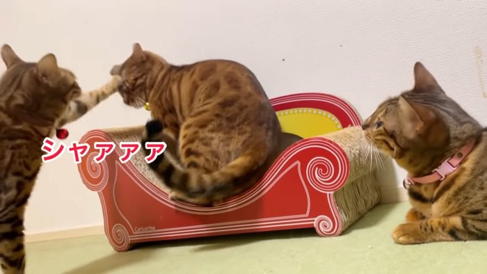 猫パンチする猫