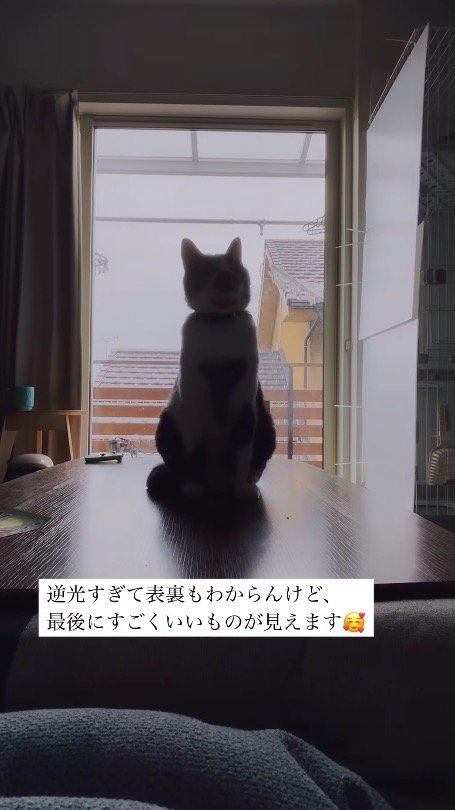 窓のそばに座る猫
