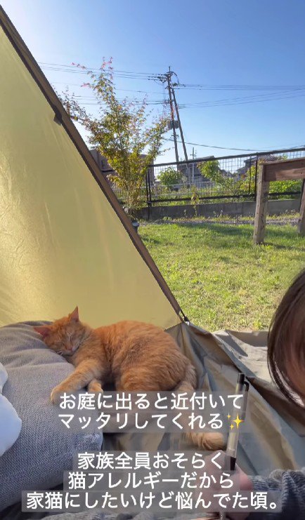 庭でくつろぐ猫と女の子
