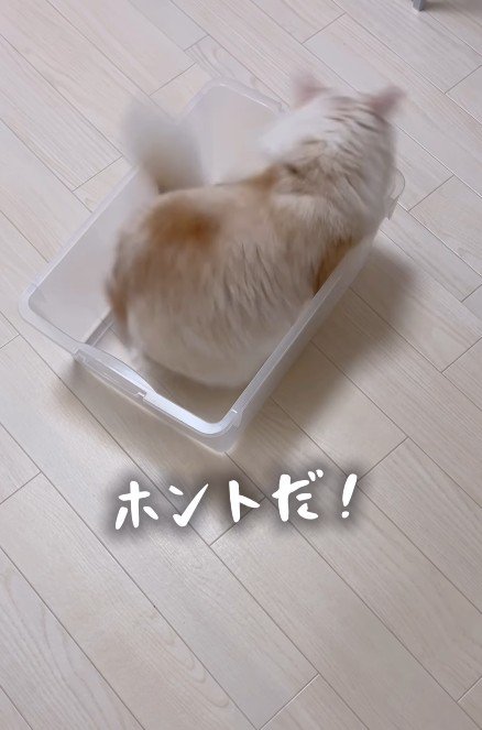 ケースに入る猫