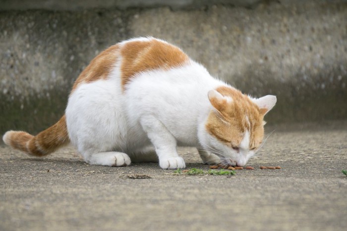 地面に撒かれたフードを食べる野良猫