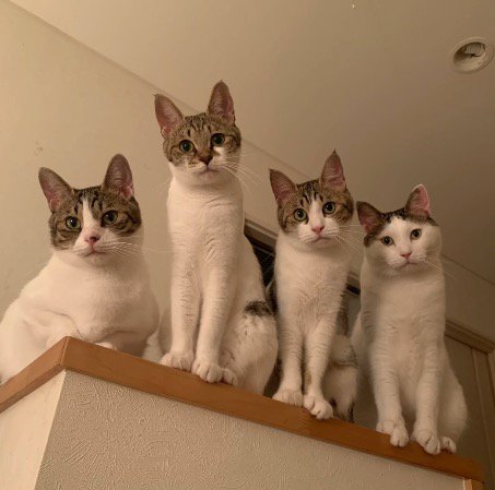 カメラを見下ろす4頭の猫