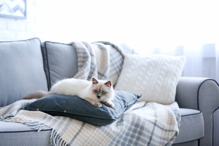 室内でくつろぐ子猫