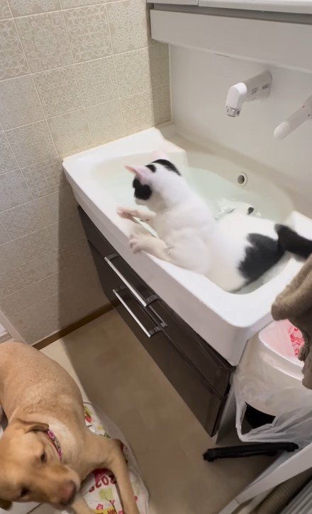 シンクの水に落ちる猫