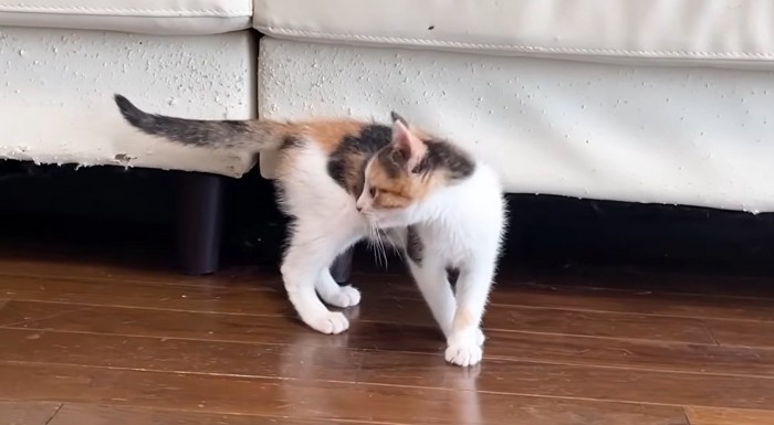 シッポを気にする