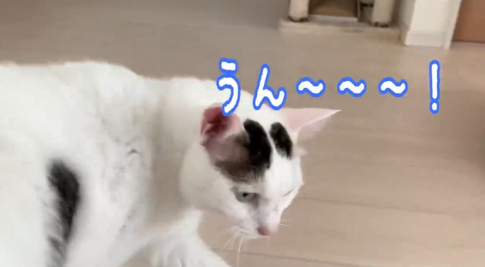 鳴いている猫