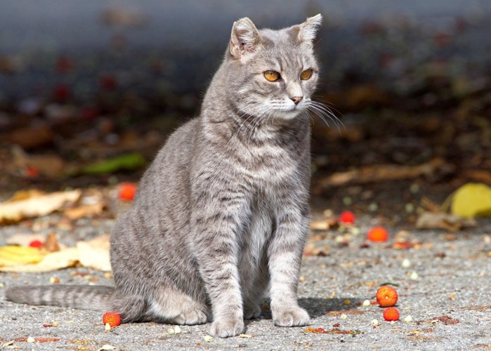 外で暮らす猫