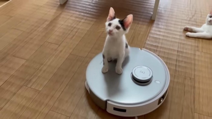 掃除機ロボットに乗る猫