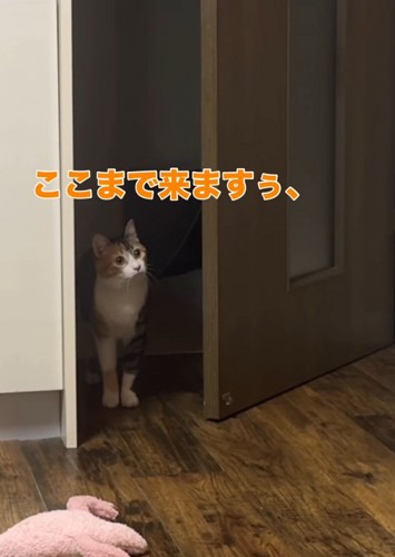 ドアの前で首を傾げる三毛猫