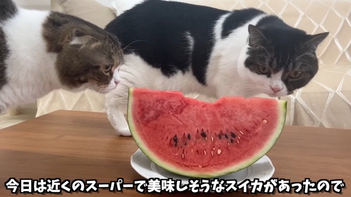 スイカを見る2匹の猫