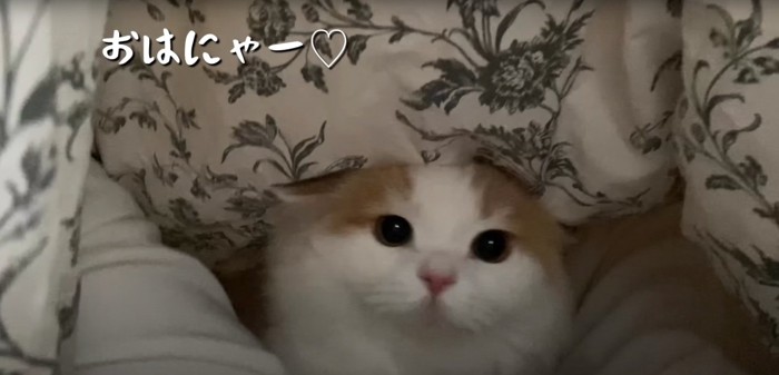 飼い主さんを見つめるレモンくん