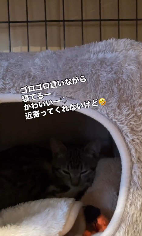 ハウスで寝ている子猫