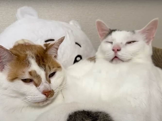 昼寝中の猫