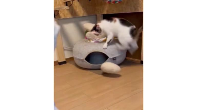 おもちゃで遊ぶ猫
