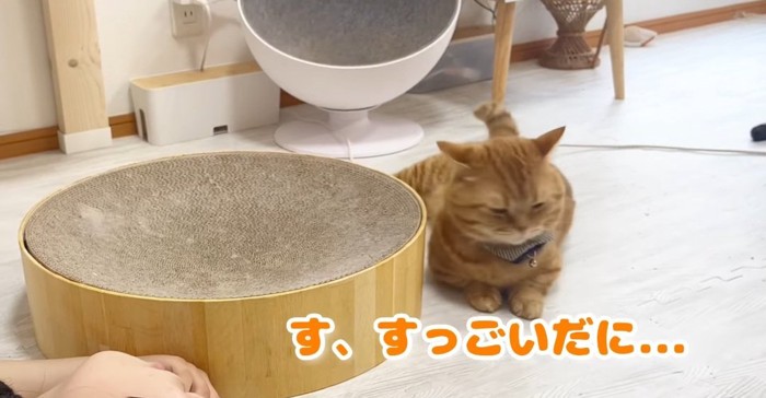 ベッドの横の猫