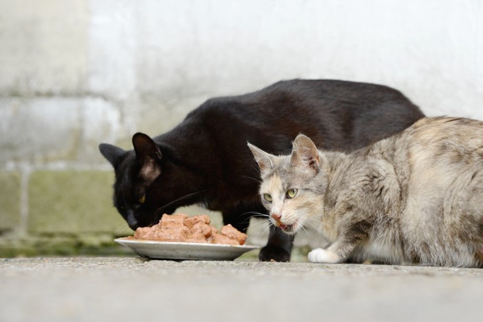 野良猫と餌