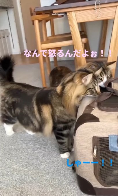 キャリーバッグの中にいる子猫をみる猫達
