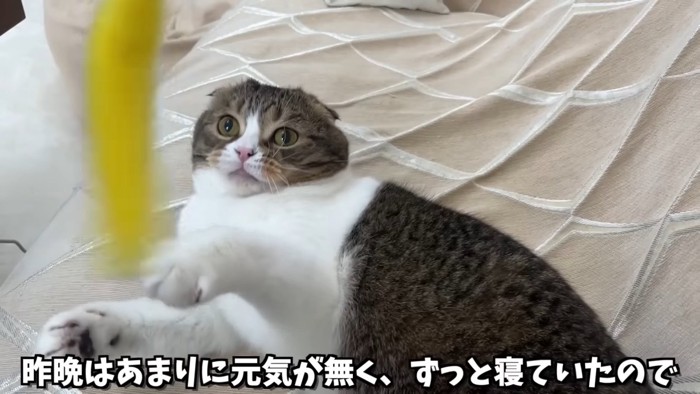 猫じゃらしで遊ぶ猫