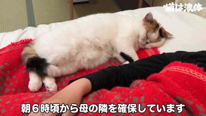 寝ている猫