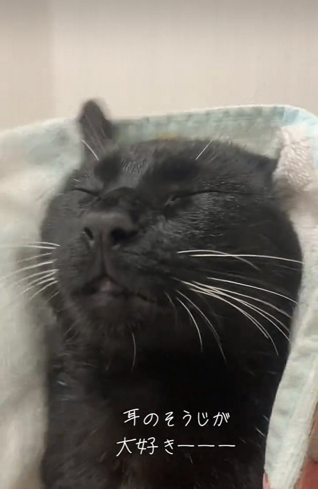 タオルで耳を拭かれる赤ちゃん猫