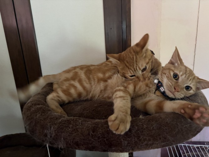 甘噛みする子猫