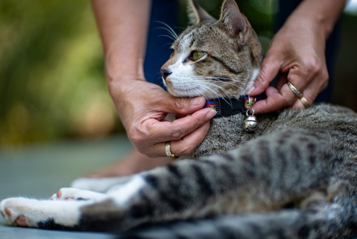 猫に首輪をつける人