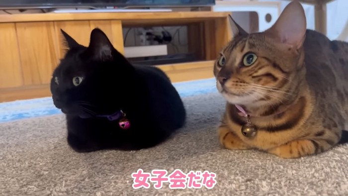 黒猫とベンガル