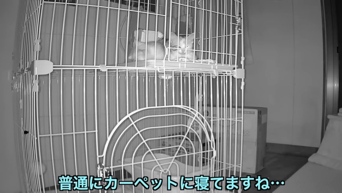 ケージの中で寝る子猫