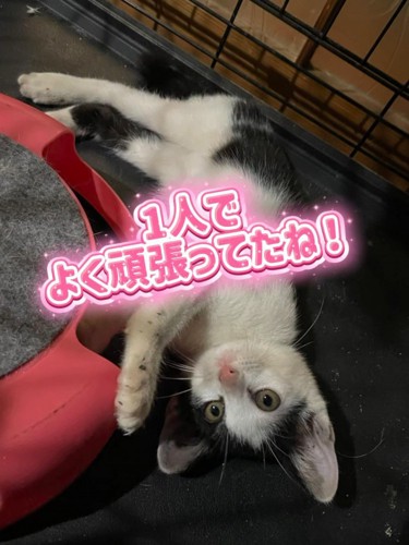 仰向けの子猫