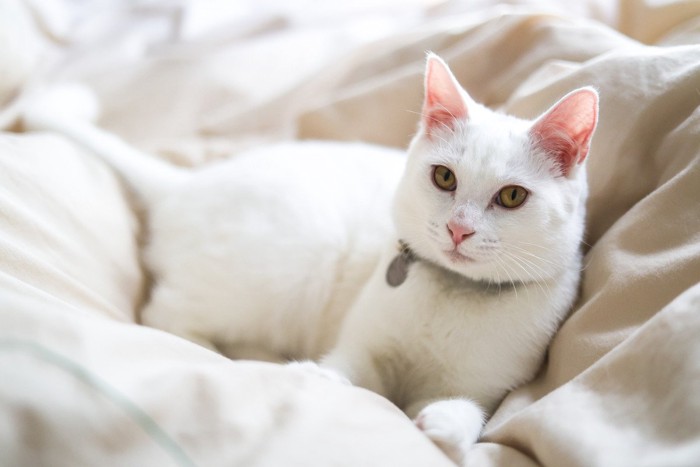 おふとんでくつろぐ猫