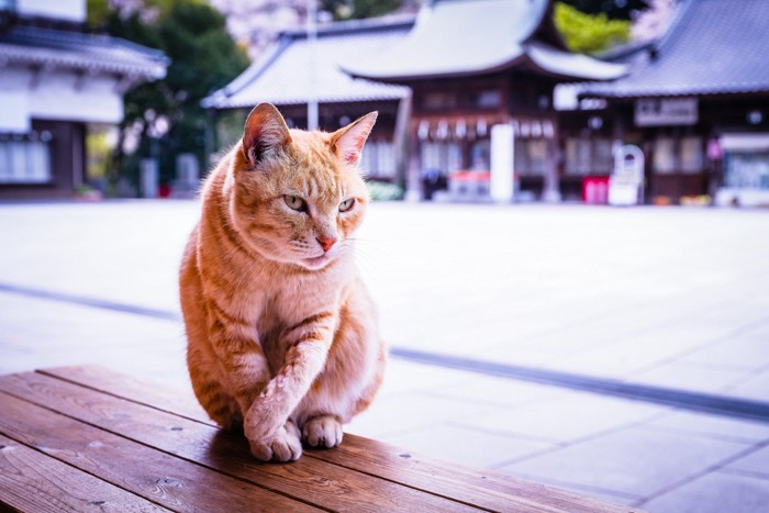 神社にたたずむ猫