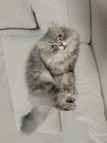 ソファのすき間に座る猫