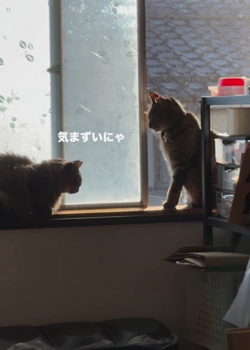 下を見て座る猫