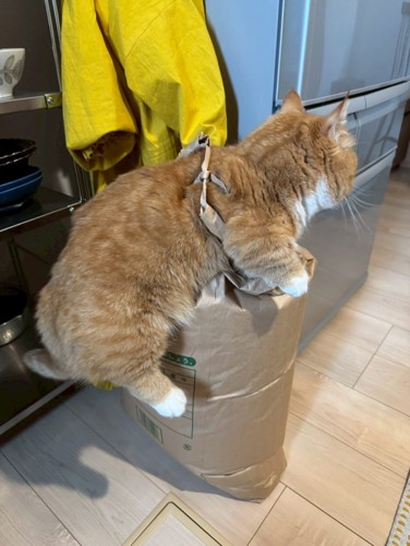 米袋に乗って後ろ足が浮いている猫