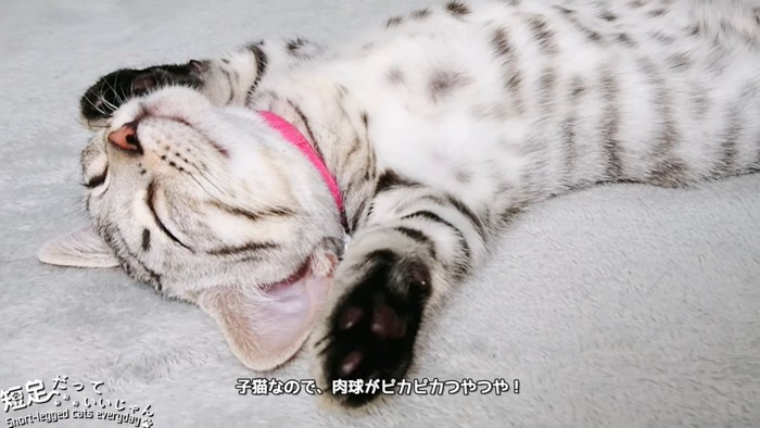 仰向けで寝る猫