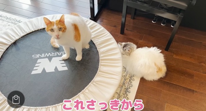 トランポリンの上の猫