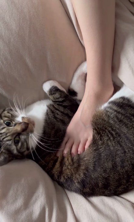 飼い主に踏まれている猫