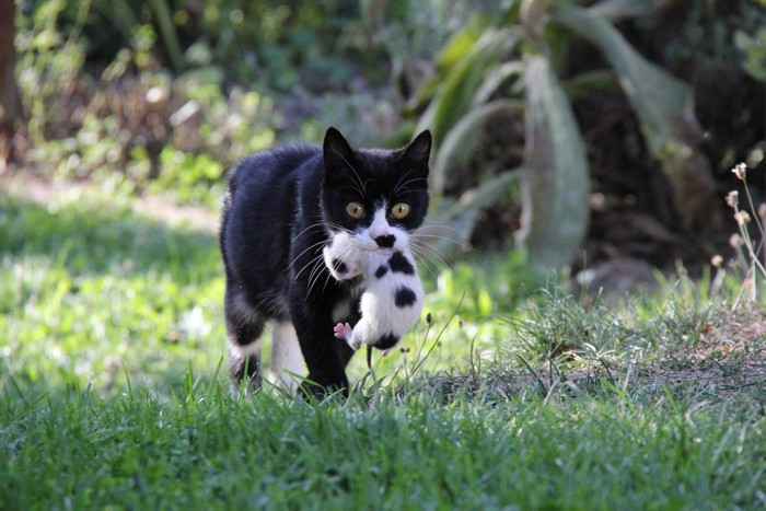 子猫を加えて運ぶ白黒猫