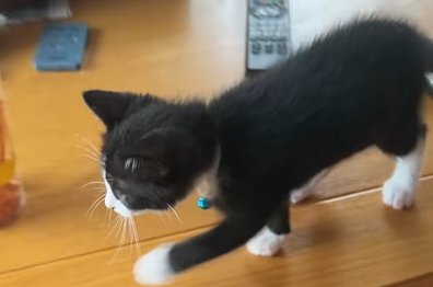 歩く猫の横側