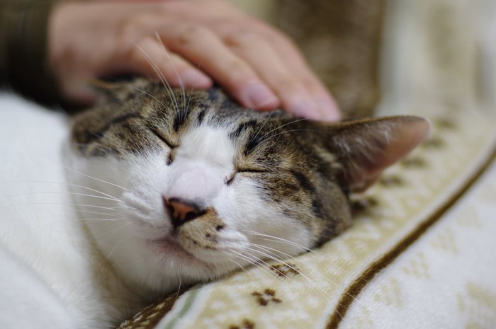 飼い主に撫でられて目を閉じる猫