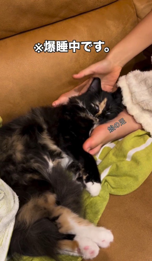 手と足の間で眠る猫