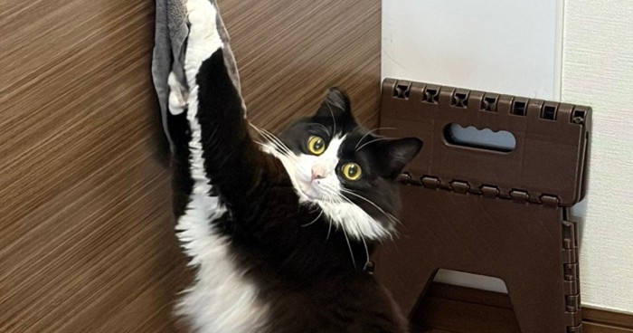 キッチンにいた猫