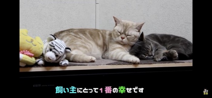 飼い主さんも幸せ