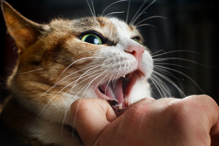 手にじゃれる子猫